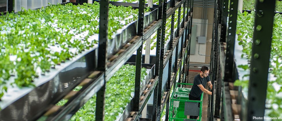 Growing Agriculture Markets with Vertical Farms
