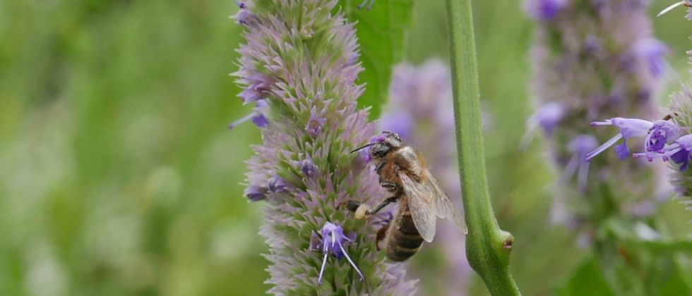 Colony Collapse Disorder: The Economics of Decline